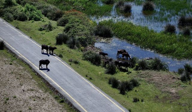 Samsun'da büyükbaş ve küçükbaş hayvan varlığı artıyor