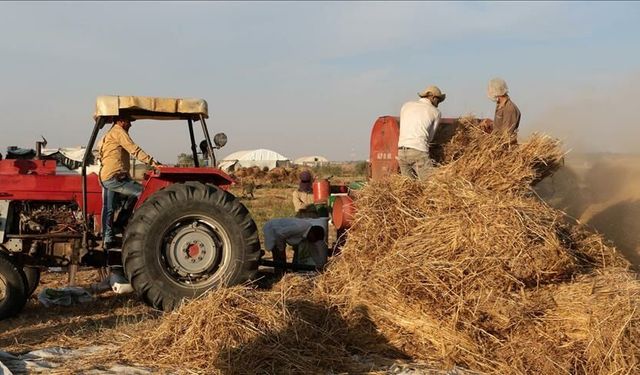 Gaspçı İsrailliler buğday tarlalarını ateşe verdi