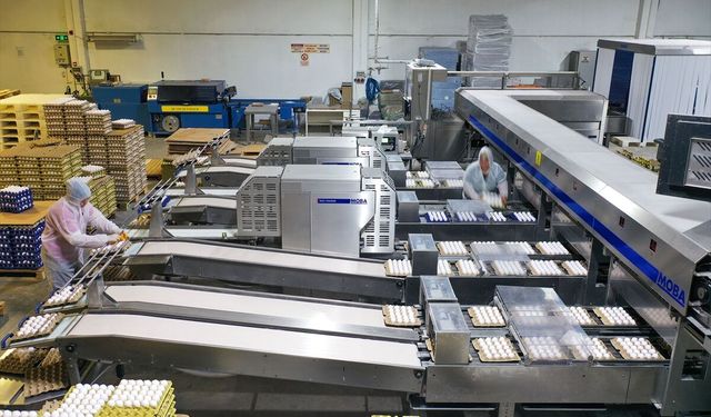 Kuş gribi Avrupa'nın yumurta talebini Türkiye'ye taşıdı