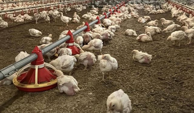 Nepal'de kuş gribi alarmı: Binlerce hayvan itlaf edildi