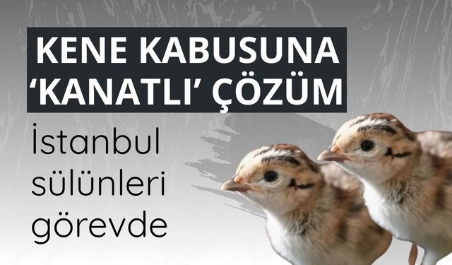 Kene kabusuna ‘kanatlı’ çözüm: İstanbul sülünleri görevde