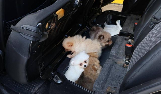 Edirne'de 'Pomeranian' cinsi 5 köpek yavrusu ele geçirildi