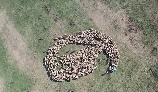 TİGEM, 220 bin damızlık hayvanı üreticiyle buluşturacak