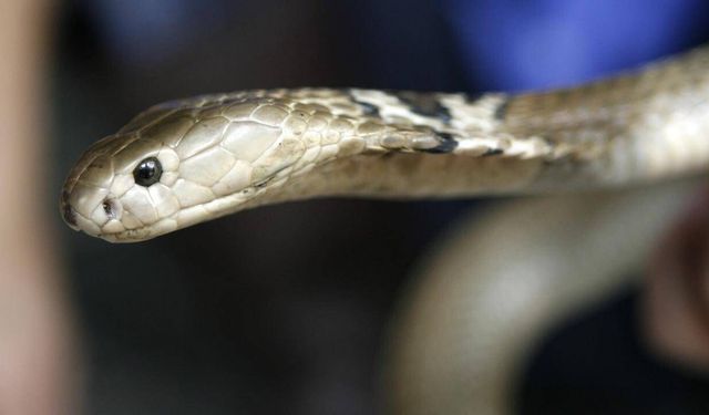 Çin'de sellerin vurduğu çiftlikteki yaklaşık 900 yılan kaçtı