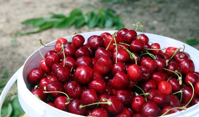 Türk kirazı 52 ülkenin sofrasında