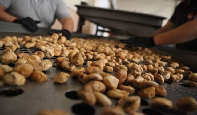 Kuru incirde 90 bin tonun üzerinde rekolte bekleniyor