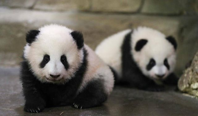 Panda diplomasisi geri döndü: Birkaç gün içinde ulaşacaklar
