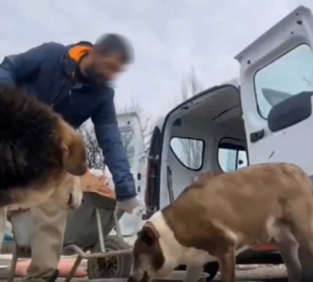 Köpekçiler kamerayı unutursa... Tokat atıp yemeğini aldı