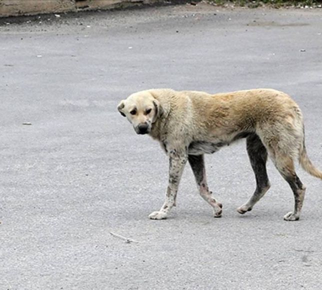 Kaç evladımız daha ölmeli! Ekmek almaya giden çocuğa köpekler saldırdı