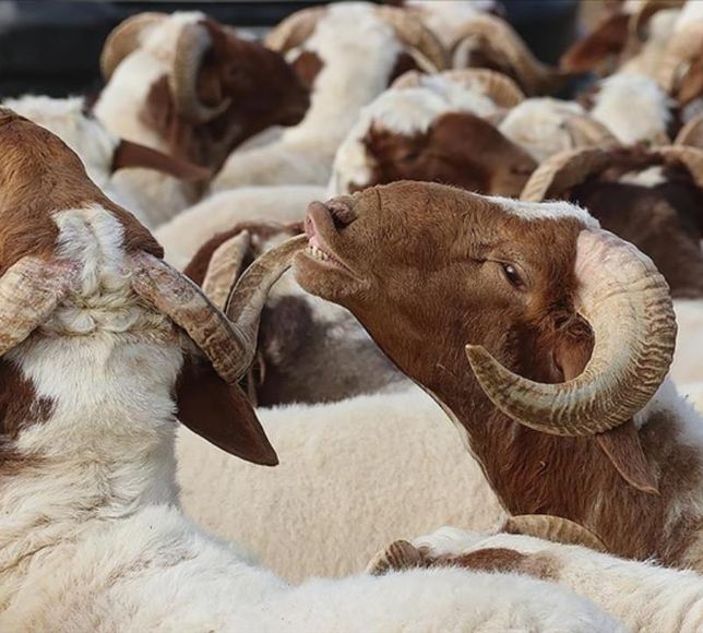 Kurban kesecekler dikkat! Bunu yaparsanız geçersiz olur