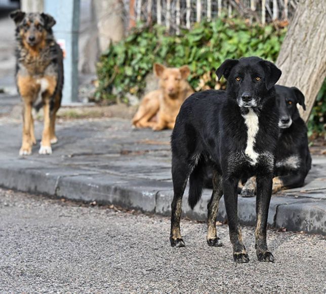 Köpekleri toplamayan başkana işlem yapılacak!