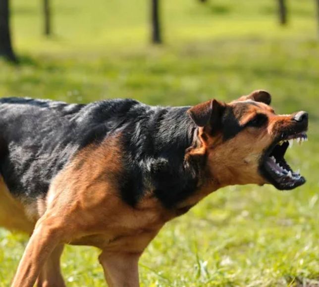 Güvenli sokaklar şart! Yine köpek yine saldırı