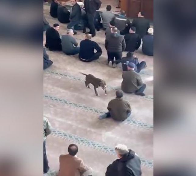 Camide başıboş pitbull skandalı!