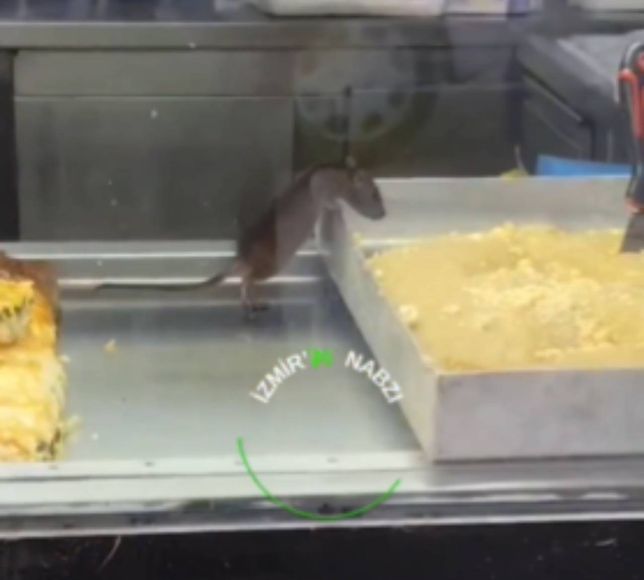 Bu kadarına da pes! Börek tezgahında fare