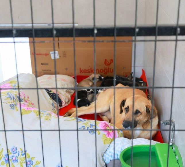 Sahiplendiği iki köpeği sokağa atan şahsa emsal niteliğinde ceza