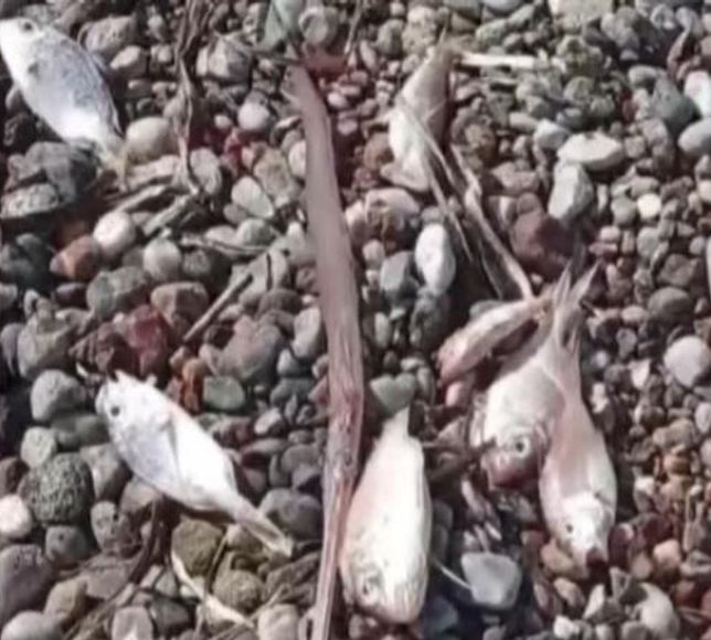 Ölü balıklar kıyıya vurdu! Bölgede inceleme başlatıldı