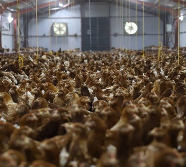 Bakanlıktan sıkı takip! Tavuk ihracatı resmen durduruldu