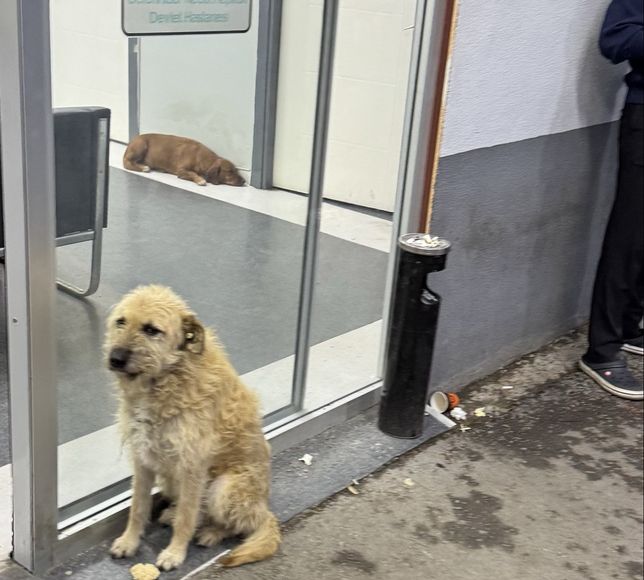 Rezalet! Hastane köpek çiftliğine döndü