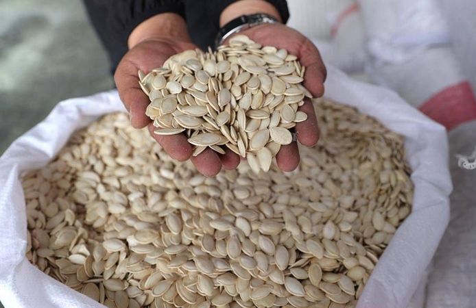 Coğrafi işaret tescilli kabak çekirdeğinin üretim alanı arttı