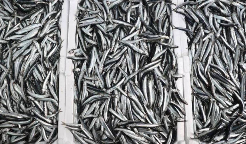 Su sıcaklığının düşmediği Karadeniz'de hamsi soğuk sulara yöneldi