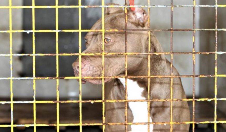 Köpeğin yaladığı kadın komaya girdi