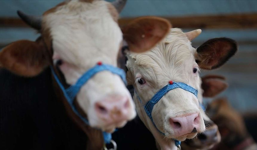 Tunceli'de şap karantinası