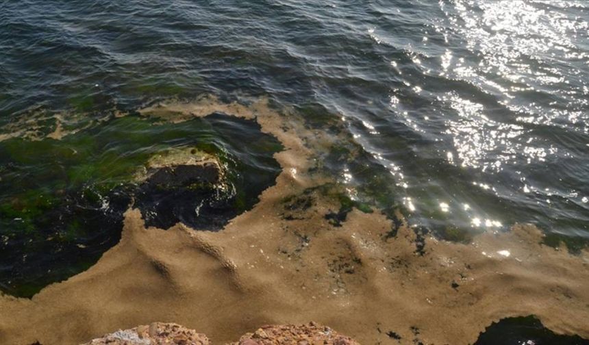 Yalova’da müsilaj görüldü