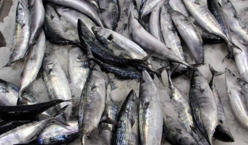 Av sezonunda tuzlanan palamutlar yazın tezgahları süslüyor