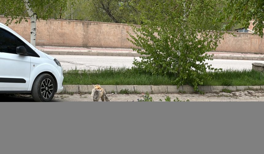 Bayburt'ta şehir merkezine inen tilki görüntülendi