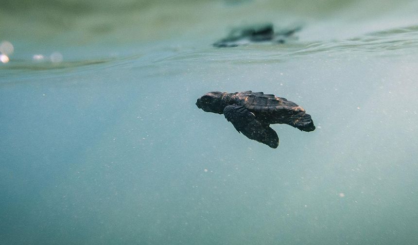 106 bin 348 yavru kaplumbağa denize kavuştu
