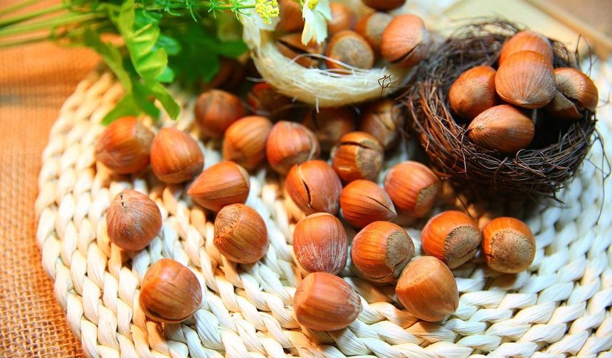 Türk fındığı 2025'te 122 ülkede alıcı buldu