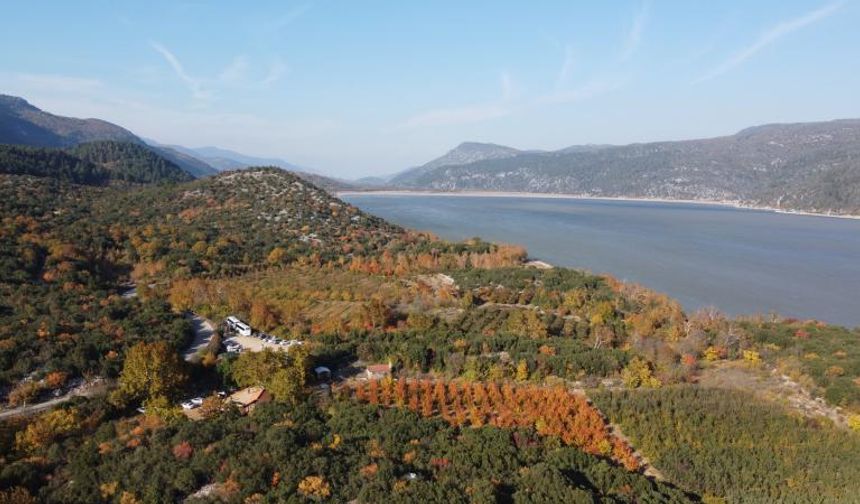 Sinop'ta çıkan orman yangınına müdahale ediliyor