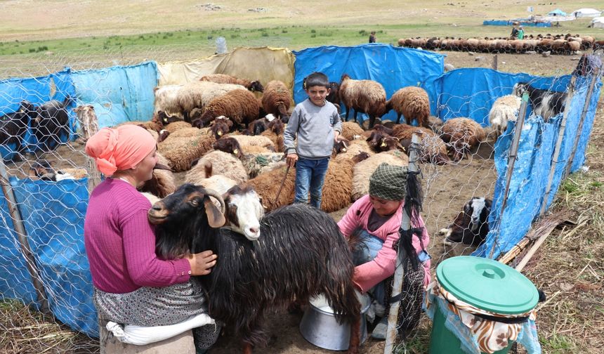 Ağrı'daki 371 yaylaya yerleşen göçer aileler yazı çadırlarda geçiriyor