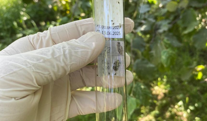 Giresun'da 55 bini aşkın samuray arısı doğaya salındı