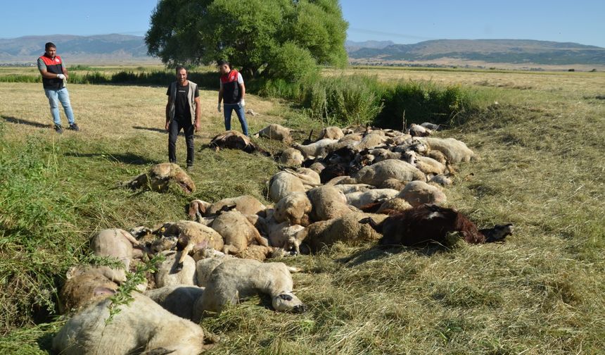 Muş'ta birbirini ezen yaklaşık 150 koyun telef oldu