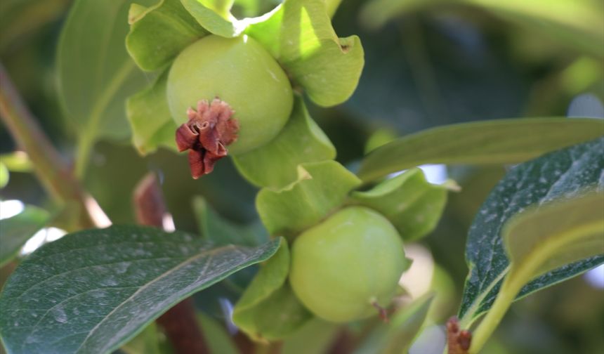 Siirt'te 4 yıl önce dikilen Trabzon hurması fidanları ilk meyvelerini verdi