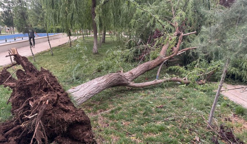 Siirt'te kuvvetli rüzgar nedeniyle devrilen ağacın altında kalan 2 kişi yaralandı