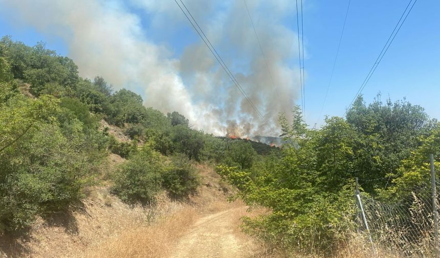 Osmaniye'de çıkan orman yangını kontrol altına alındı