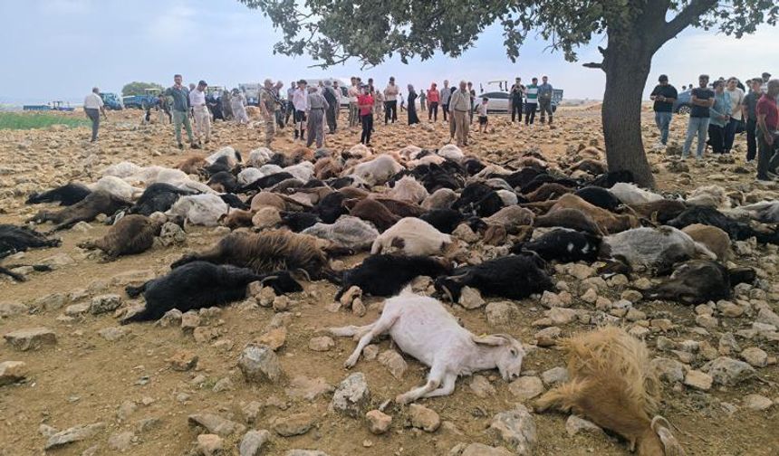 Şırnak'ta yıldırım faciası! 95 hayvan telef oldu