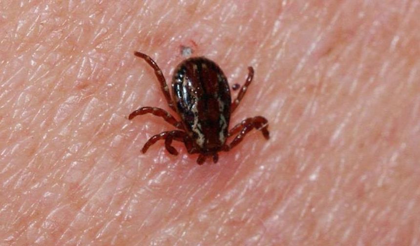 Kene yapışan bir kişi daha hayatını kaybetti