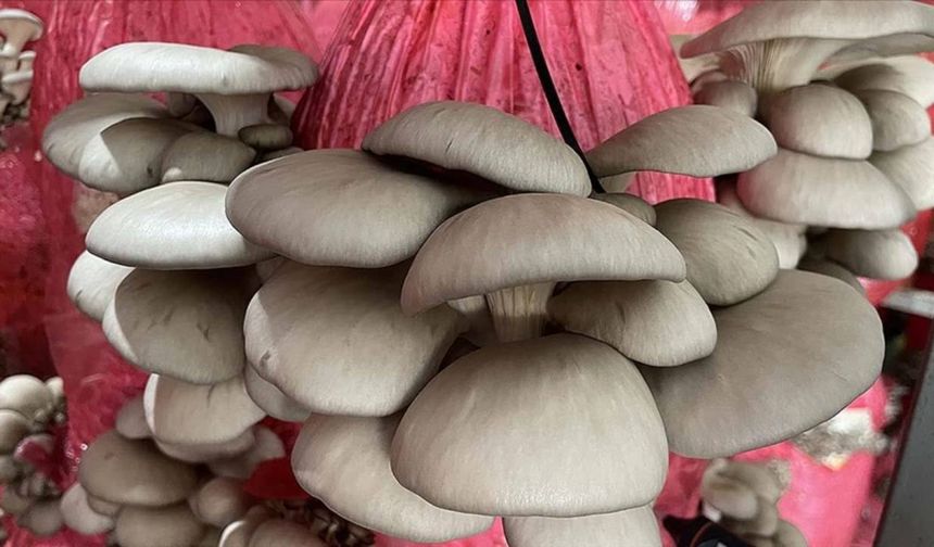 Mantar zehirlenmesi yaşayan genç kız, kadavradan alınan karaciğerle sağlığına kavuştu