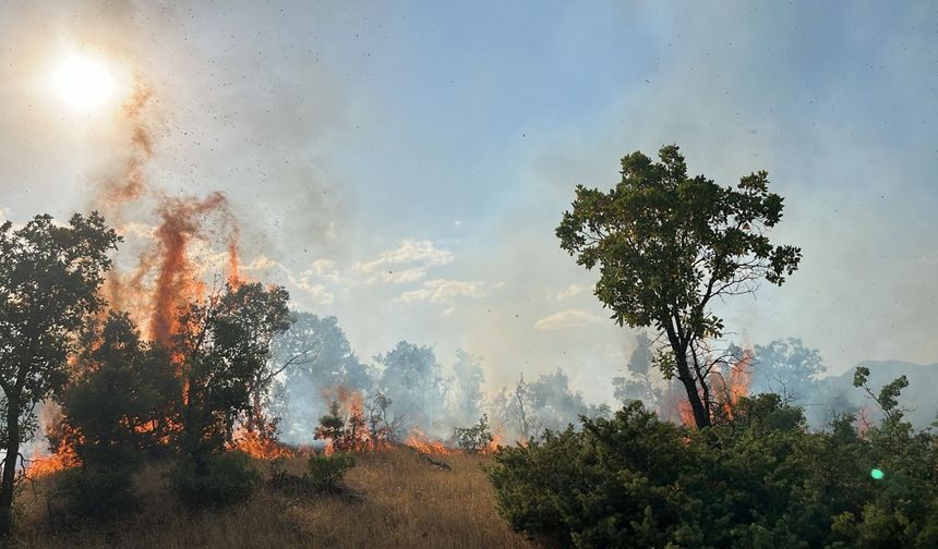 Bingöl'de çıkan orman yangınları söndürüldü