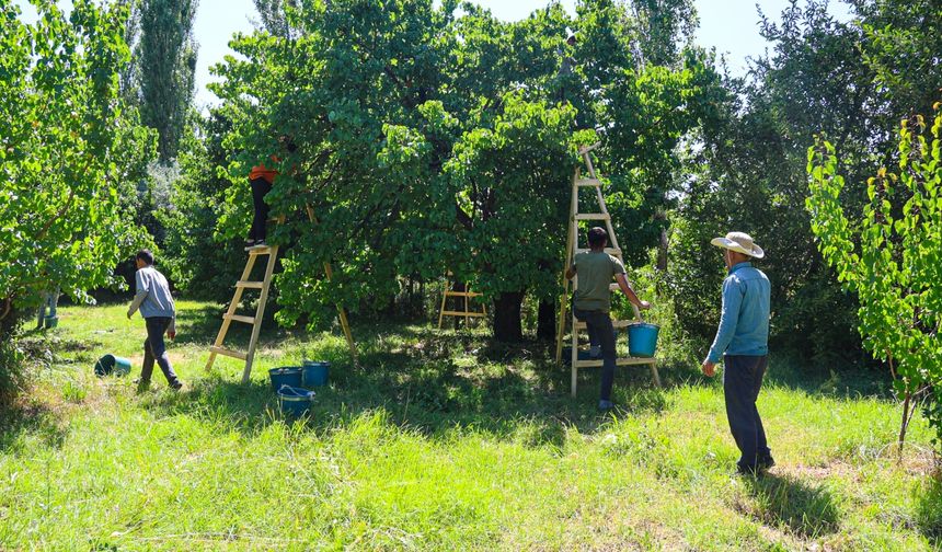 Mevsimlik tarım işçileri Iğdır'da kayısı mesaisinde