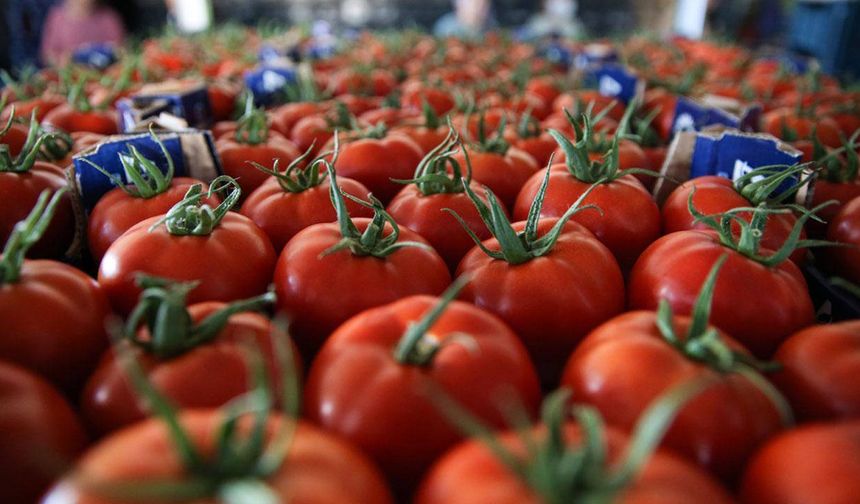 Türkiye'den geçen yıl 401 milyon dolarlık domates ihraç edildi