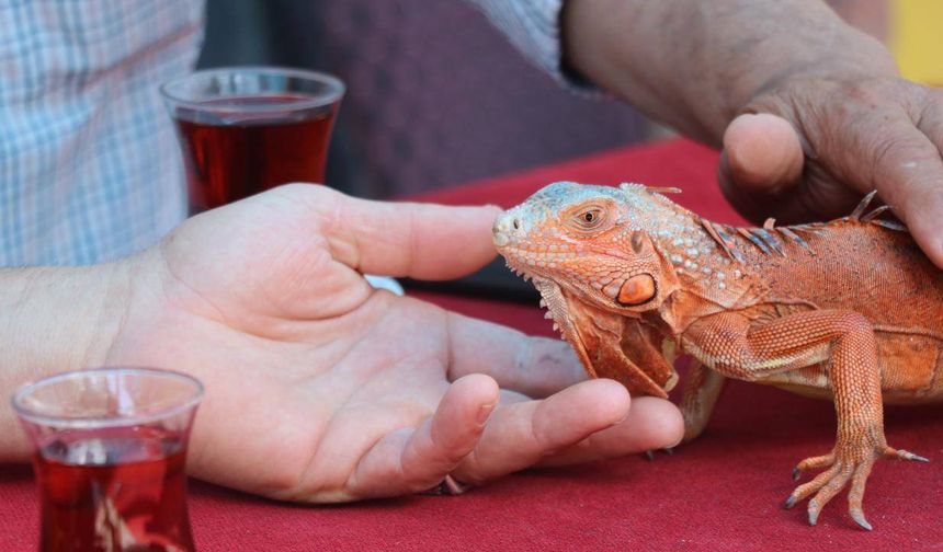 Omuzlarda gezen iguananın adı 'Ökkeş'