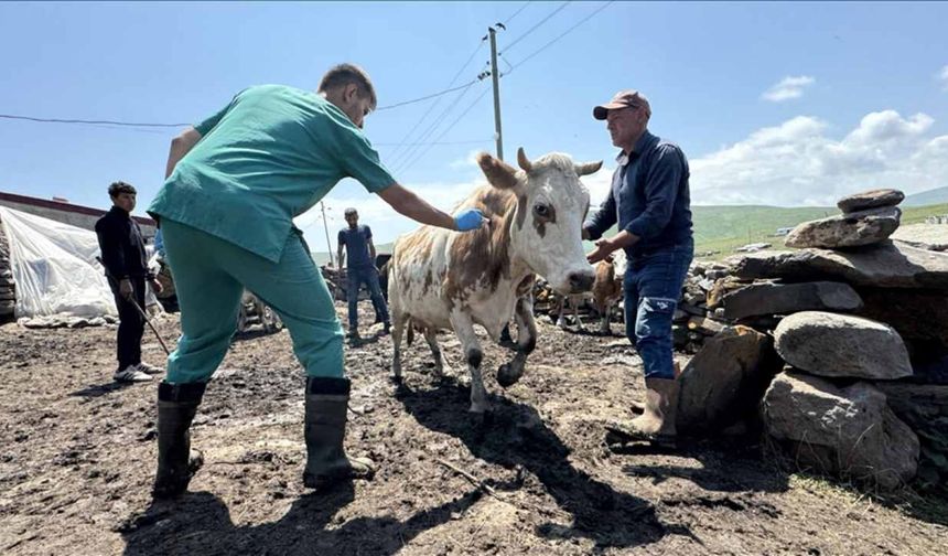 Samsun'un bazı mahallelerinde şap karantinası başlatıldı