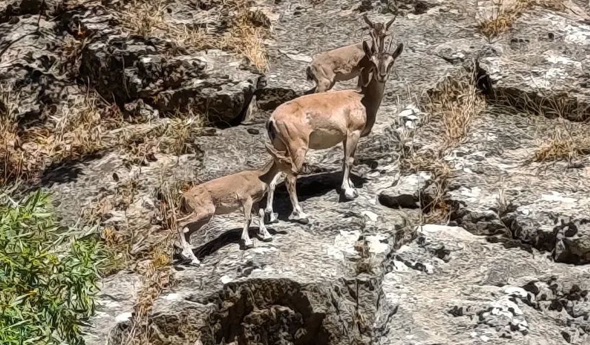 Siirt'te dağ keçileri görüntülendi