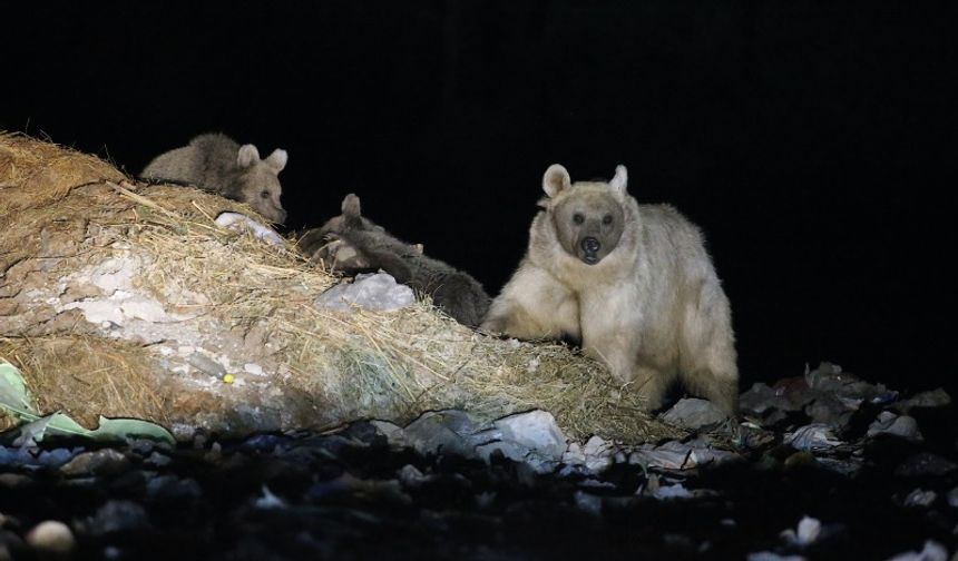 Kars'ta anne bozayı yavrularıyla çöplükte görüntülendi