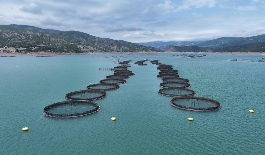 Mayıs Ayında Hangi Balıklar Taze ve Lezzetli?