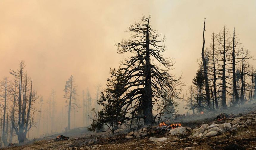 Karabük'te ormanlık alanda çıkan yangına müdahale ediliyor